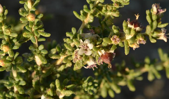  p>红砂属(学名:reaumuria linn.