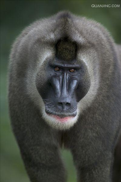  p>鬼狒(拉丁学名: i>mandrillus leucophaeus /i>)在外表上与山魈