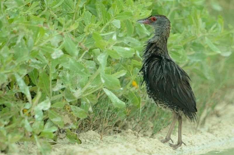  p>非洲秧鸡,又名非洲茶鸡(学名: i>crecopsis egregia /i>)属中小型 