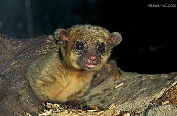  p>白足鼬狐猴也叫 a href="#">白脚猴 /a>,素有" a href="#">拳击猴 