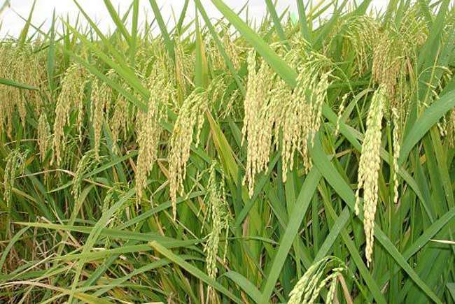  p>博优328,籼型三系杂交水稻, a target="_blank" href="/item/海南