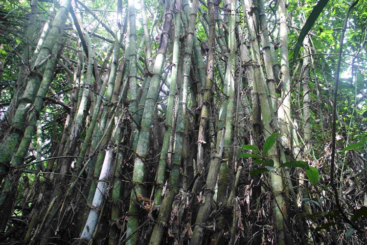  p>野龙竹(学名: i>dendrocalamus semiscandens /i> hsueh et d. z.