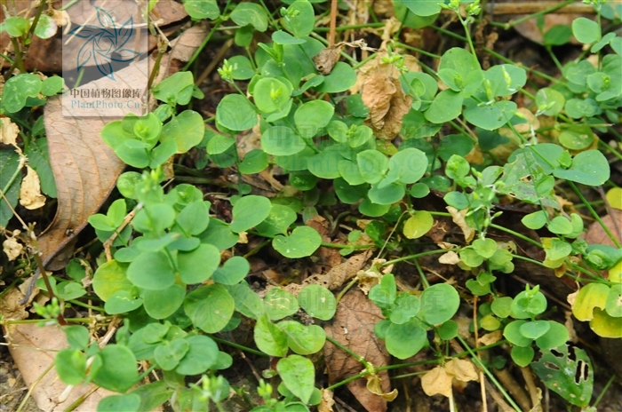  p>荷莲豆草(学名:drymaria diandra blume)是 a target="_blank"