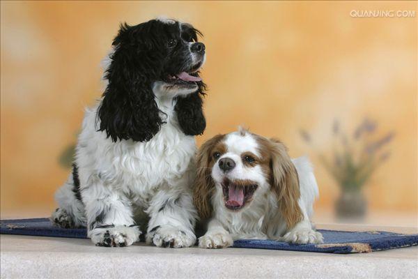 p>美国可卡犬(american cocker spaniel),又称可卡獚,斗鸡獚,斗鸡犬