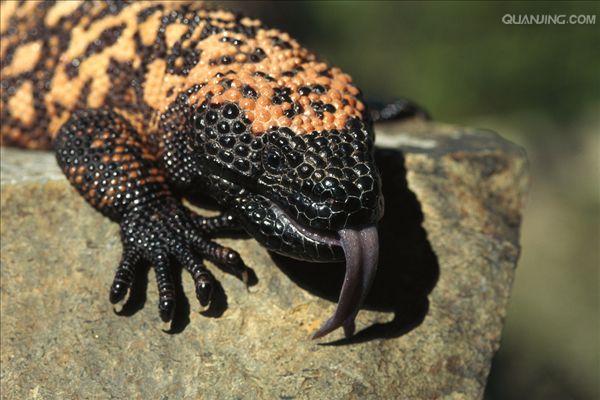  p>吉拉毒蜥(学名: i>heloderma suspectum /i>)是毒蜥科,毒蜥属爬行