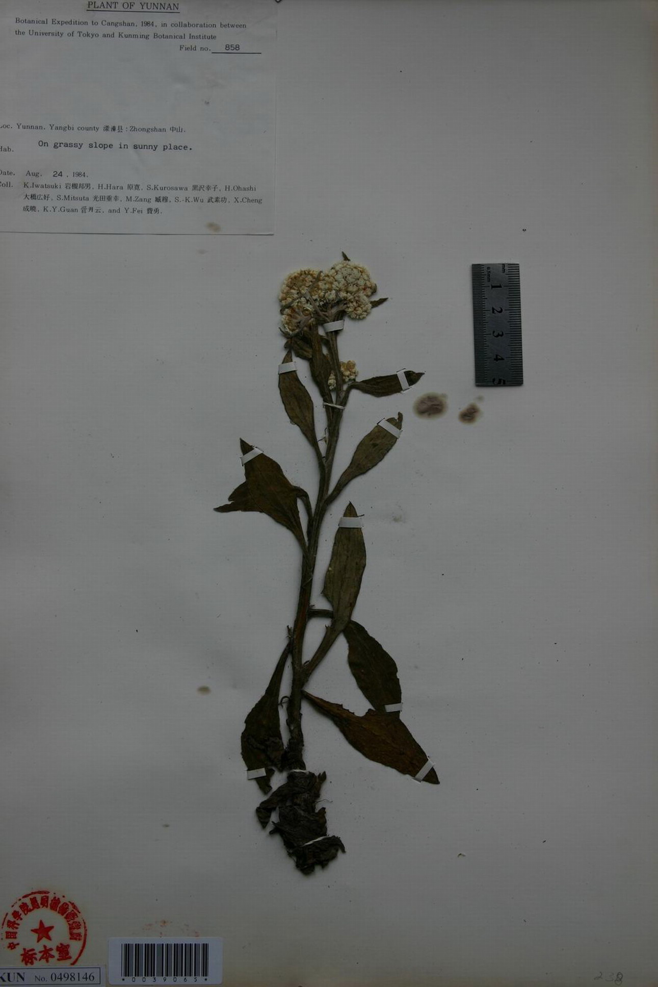  p>珠光香青(学名: i>anaphalis margaritacea /i> (l.) benth.