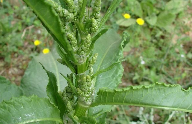 是蓼科,酸模属多年生 a href="#" data-lemmaid="541696">草本 /a>