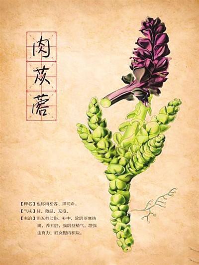 肉苁蓉