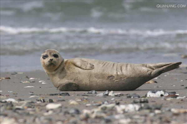 海豹