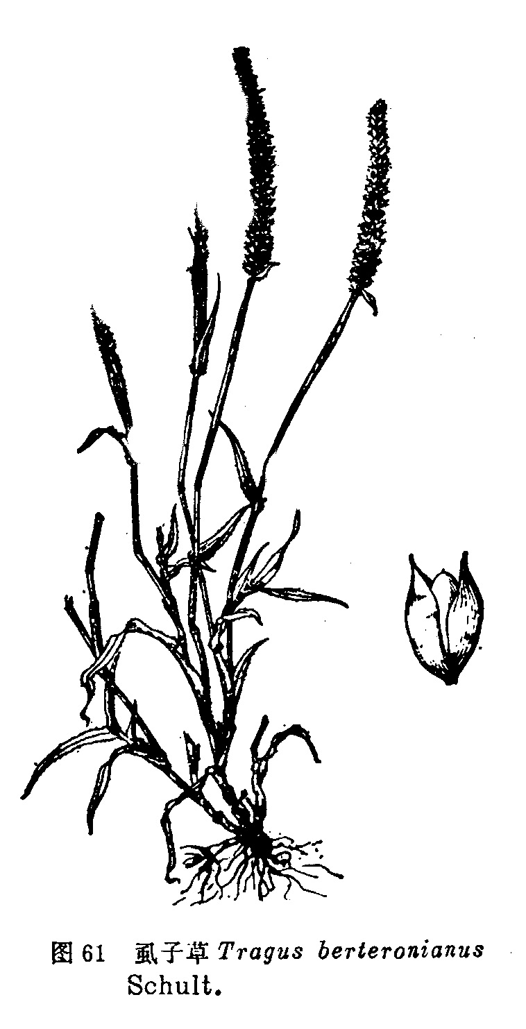  p> b> a href="#" data-lemmaid="10320818">芒草 /a> /b>(学名