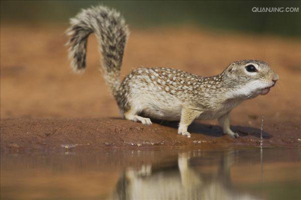 dauricus /i>)别名黄鼠,蒙古黄鼠,草原黄鼠,豆鼠子,大眼贼,属于啮齿目