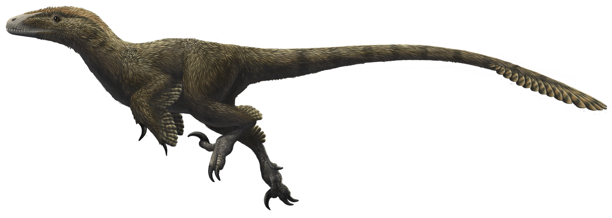  p>驰龙科(dromaeosauridae)是群类似 a href="#" data-lemmaid="