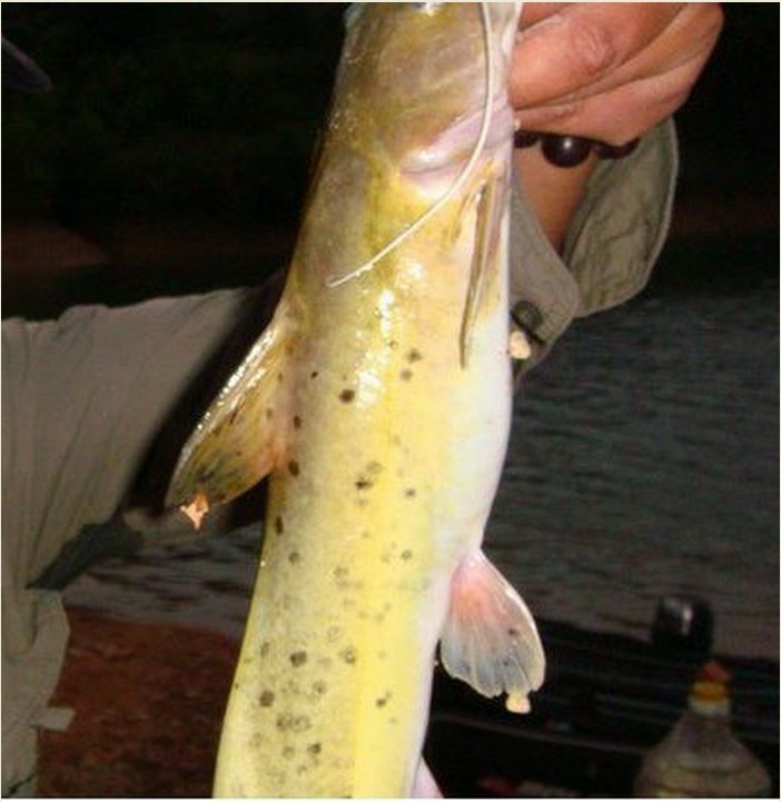  p>芝麻剑,学名斑鱯,极其珍贵的 a target="_blank" href="/item/淡水