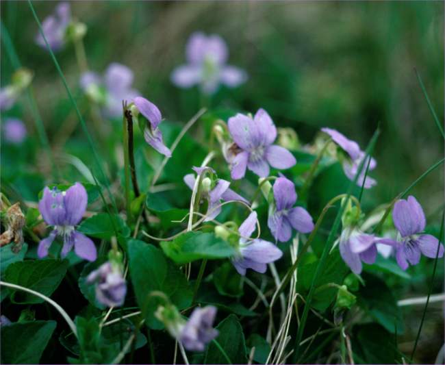 野生紫萝兰