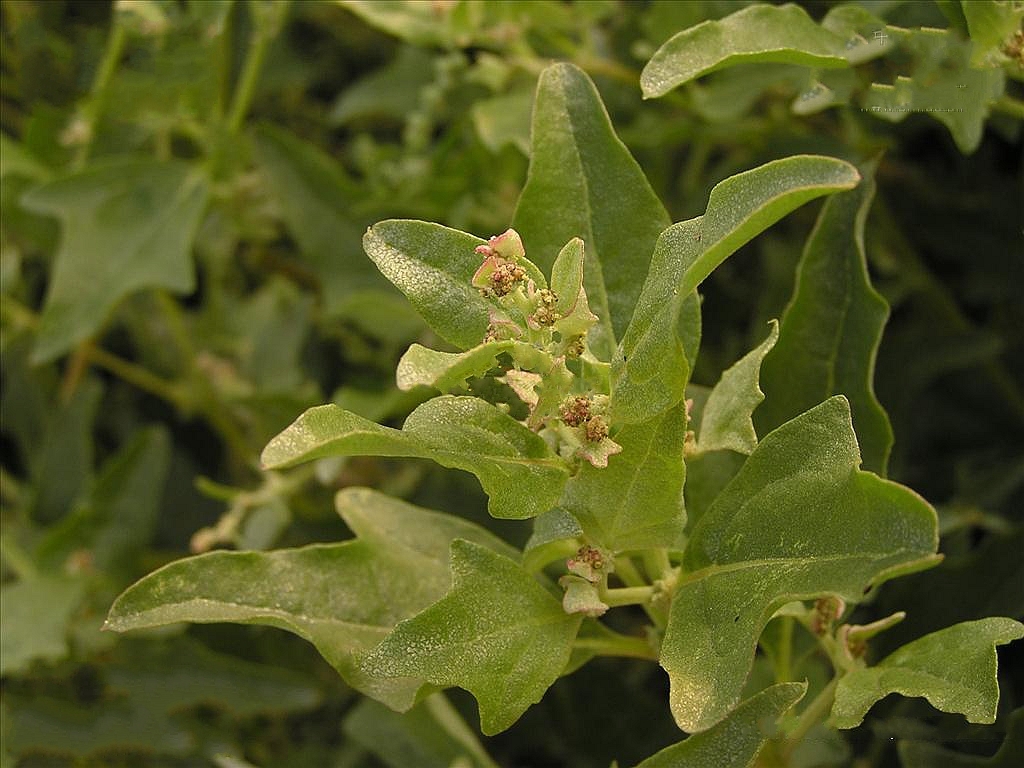  p>西伯利亚滨藜(学名: i>atriplex sibirica /i> l.