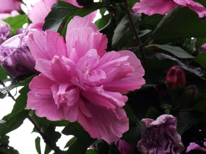  p>木槿花亦称 a target="_blank" href="/item/无穷花/4816311" data