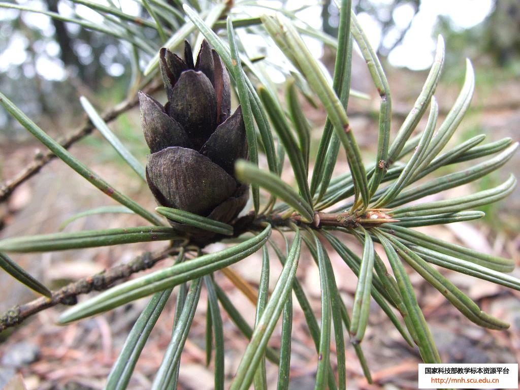  p>银杉(学名: i>cathaya argyrophylla  /i>chun et kuang):树皮暗