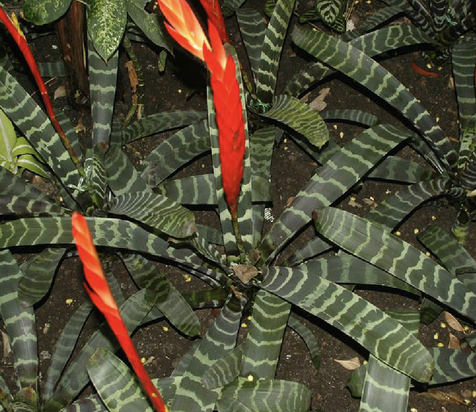  p>虎纹凤梨(学名: i>vriesea splendens /i> (brongn.) lem.