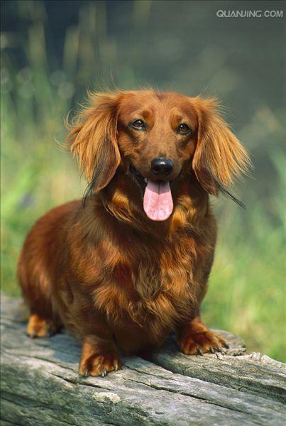 长毛腊肠犬