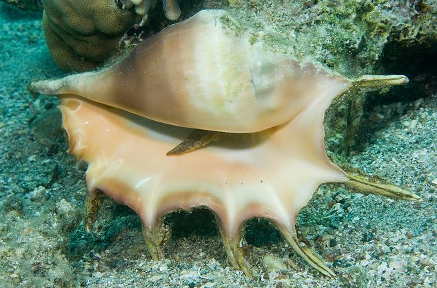  p>蜘蛛螺(学名: i>lambis lambis /i>) a href="#" data-lemmaid="