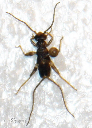  p>黄胸丝尾螋( i>diplatys flavithoracicus 