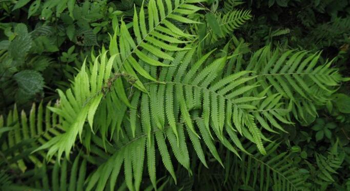  p>欧洲鳞毛蕨( a target="_blank" href="/item/学名">学名 /a>