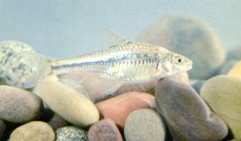  p>西湖银鮈(squalidus sihuensis(chu)) 隶属于鲤形目,鲤科,银鮈属.