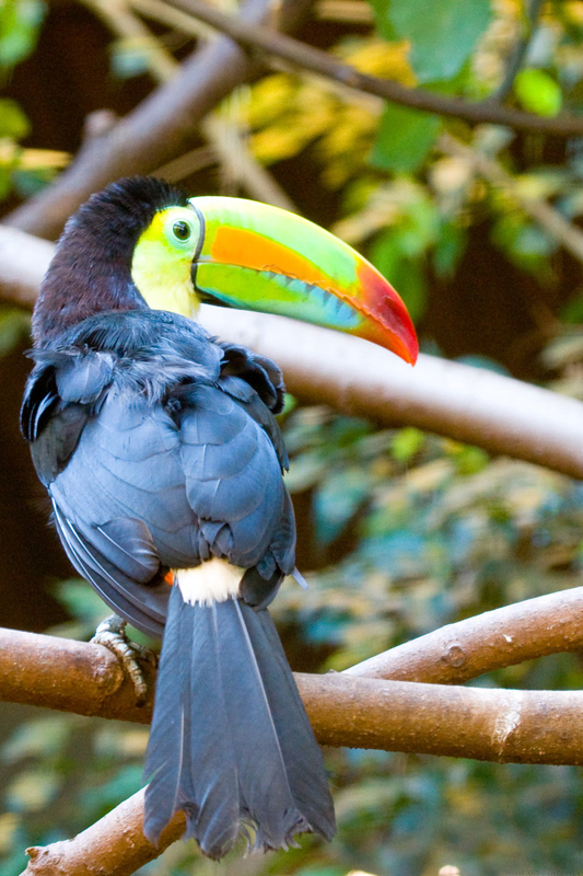  p>彩虹巨嘴鸟(学名:ramphastos sulfuratus sulfuratus)是 a href="