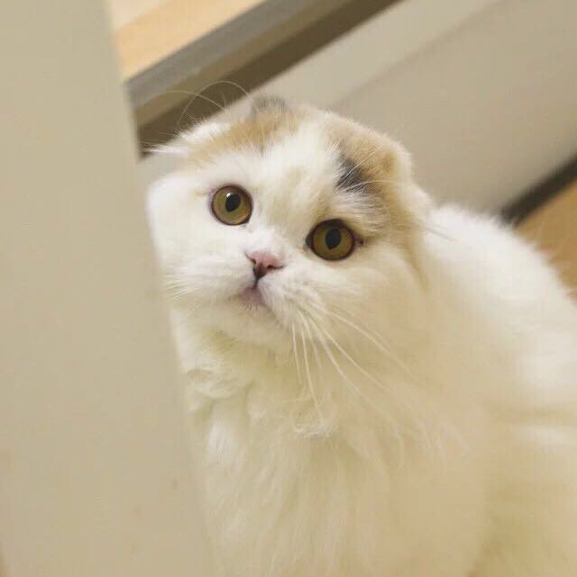  p>高地折耳猫,是对high land scottish fold的意译.