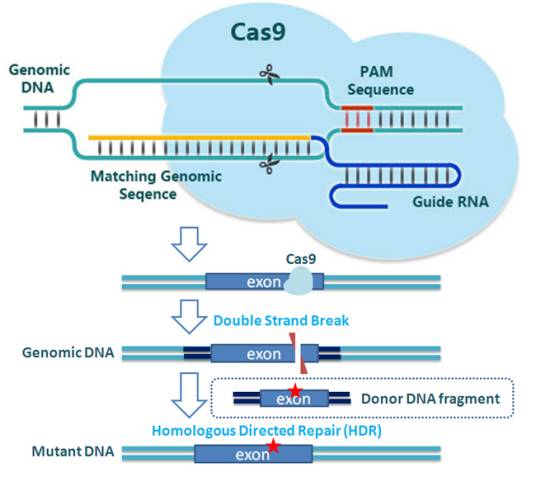 CRISPR-Cas9_百度百科