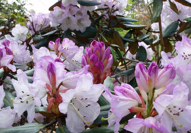 p>钟花杜鹃(学名: i>rhododendron campanulatum /i> d.