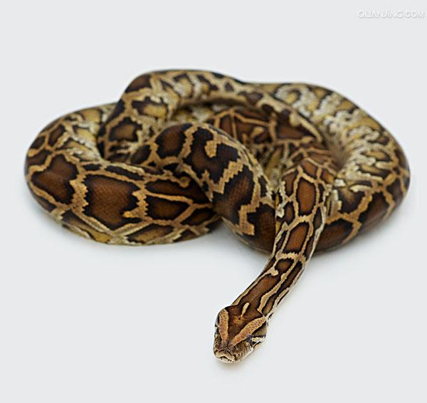  p>网纹蟒(拉丁文名:reticulated python)又称为 a target="_blank"