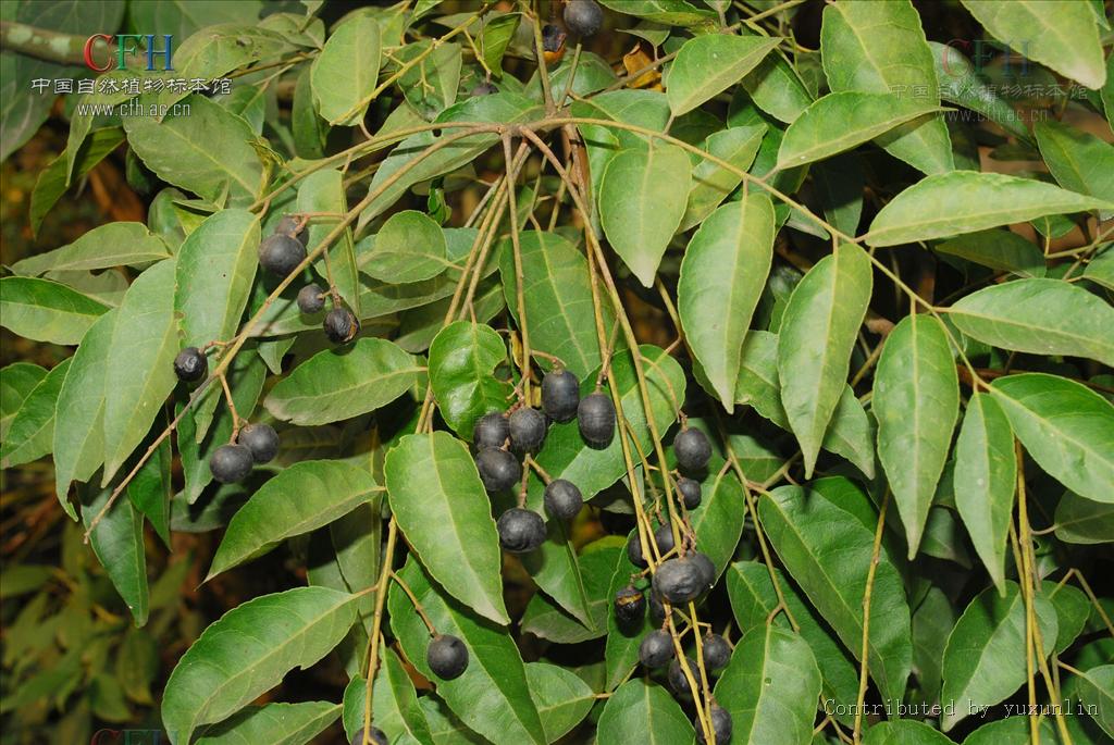  p>齿叶黄皮(学名: i>clausena dunniana /i>  levl.