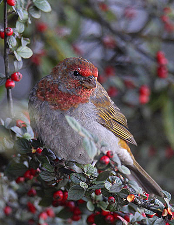  p>红额朱雀(学名: i>carpodacus subhimachalus /i>):中型 a>鸟类 /a