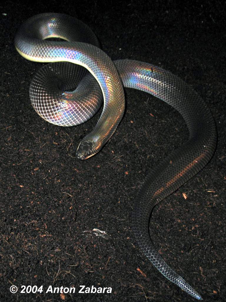  p>闪鳞蛇( i>xenopeltis unicolor reinwardt /i>)是 a href="#"