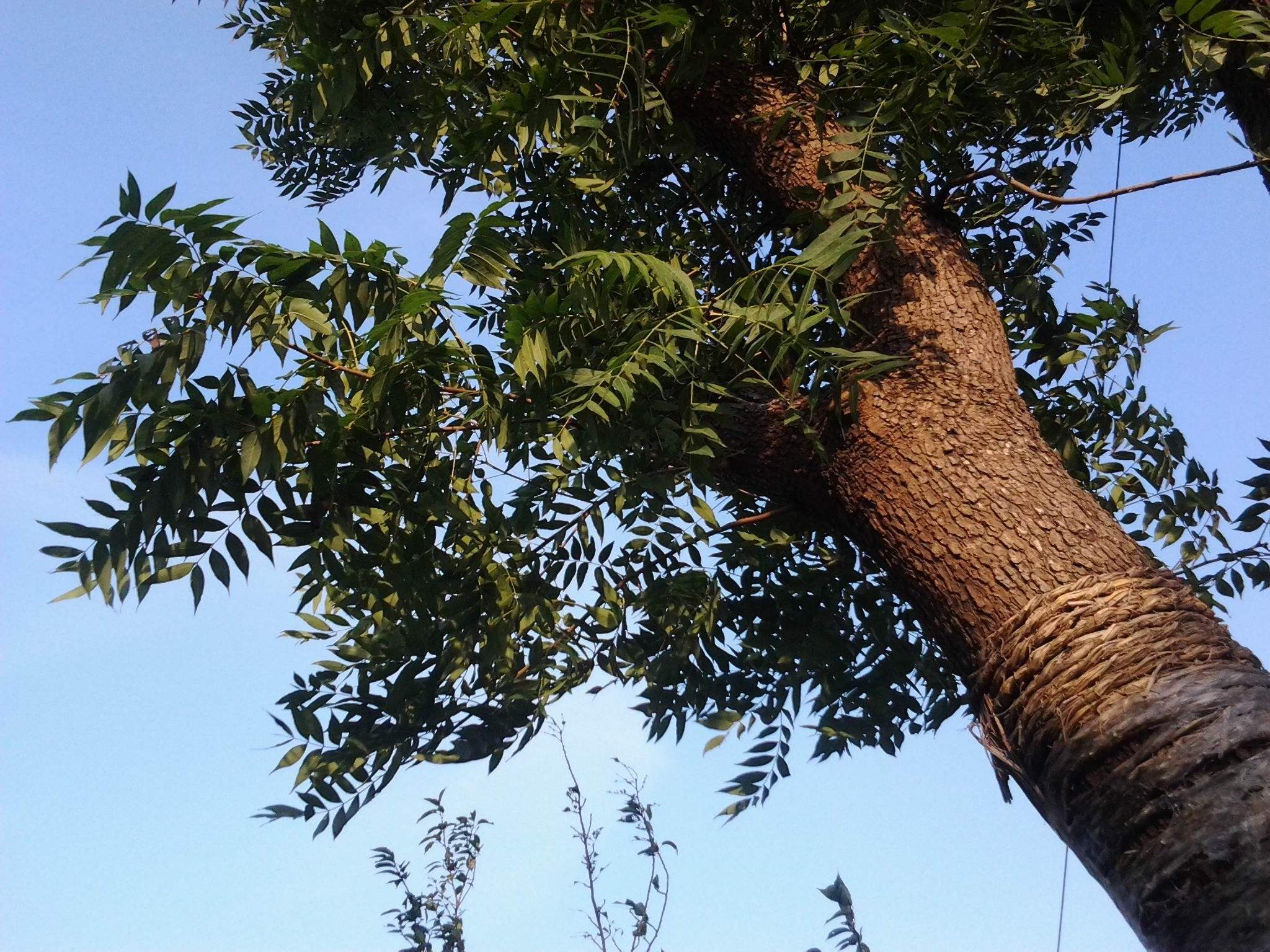 ( i>pistacia chinensis  /i>bunge),漆树科黄连木属落叶乔木植物