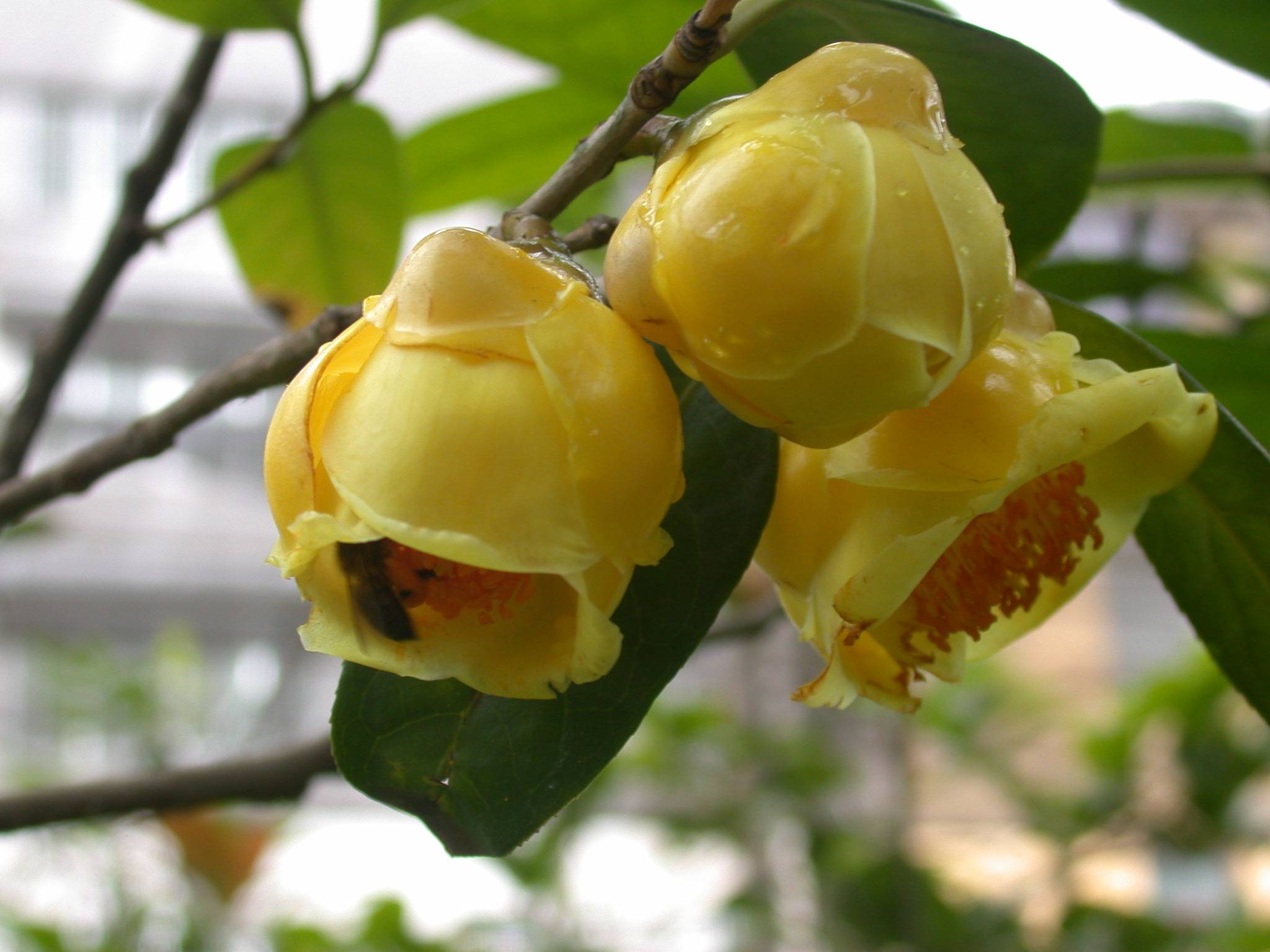 camellia nitidissima c. w. chi