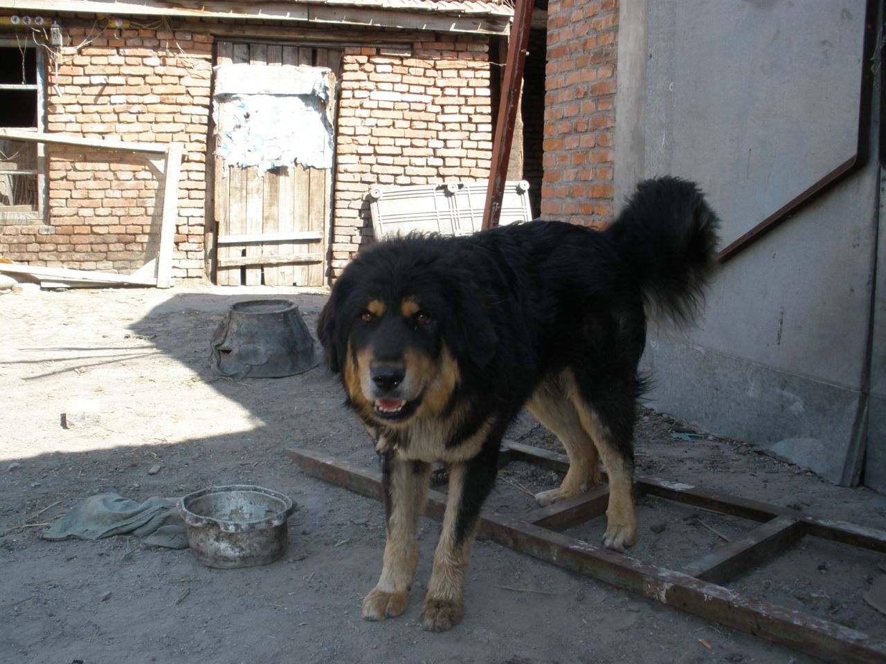 mongolia mastiff