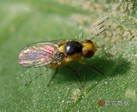 番茄斑潜蝇