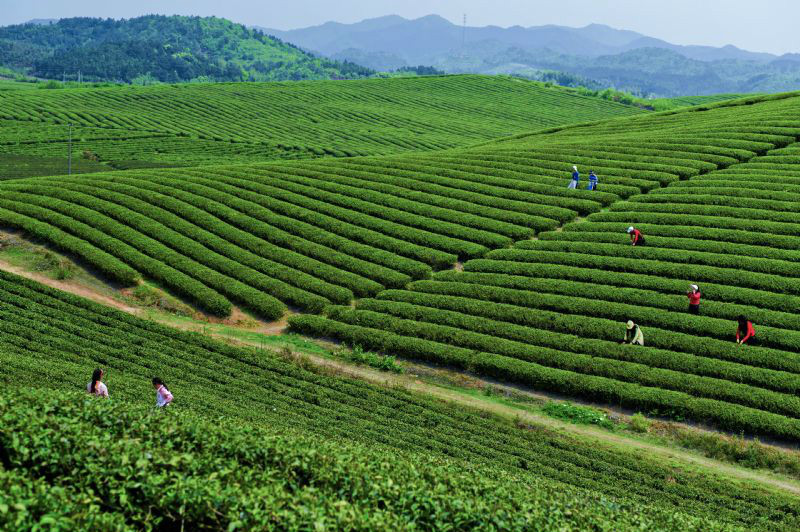  p>龙泉镇,安徽省 a target="_blank" href="/item/池州市/211733"