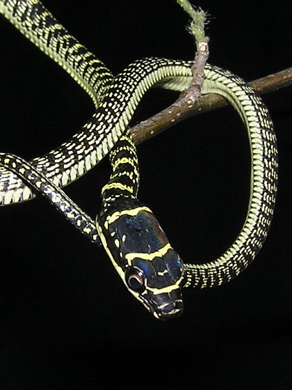  p>金花蛇属( a href="#" data-lemmaid="8074290">学名 /a>:chrysope