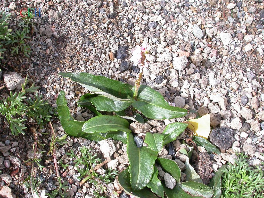 的根茎.分布于东北等地.具有化痰止咳,清热解毒,凉血止血之功效.