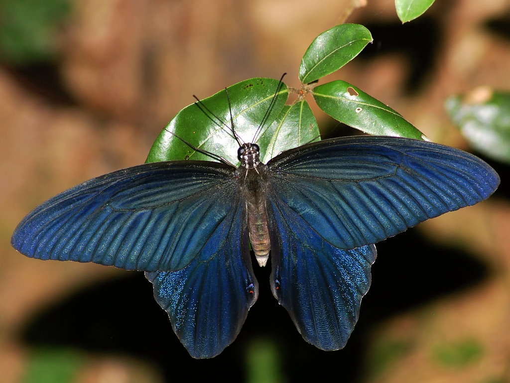  p>蓝凤蝶, i>papilio protenor /i> cramer, a href="#" data-lemma