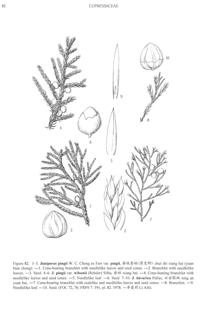  p>垂枝香柏sabina pingii (cheng ex ferre) cheng et w. t.