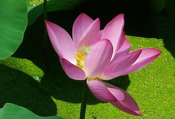 英文名称:lotus flower):属毛茛目,莲科,是莲属二种植物的通称.