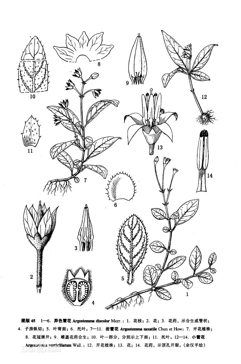 是茜草科雪花属矮小草木植物.