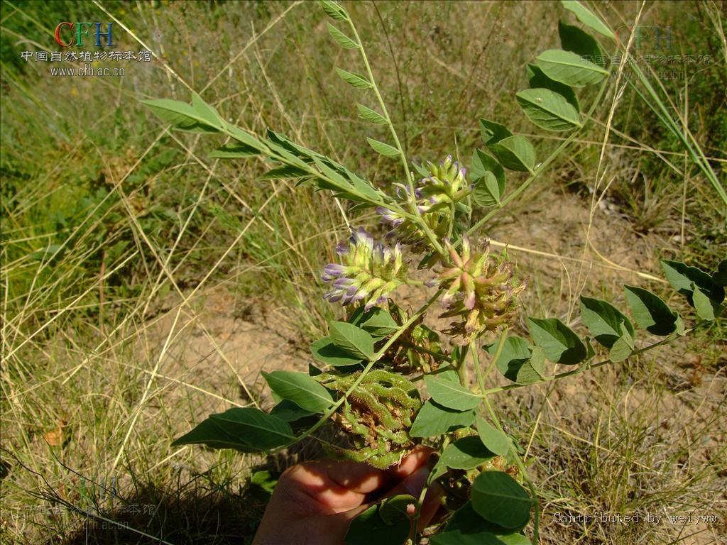 oldenlandia cantonensis how