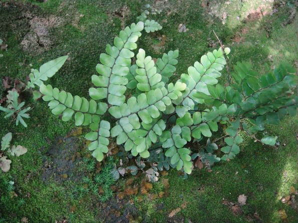  p>扇叶铁线蕨系是蕨纲薄囊蕨亚纲真蕨目铁线蕨科铁线蕨属的植物.