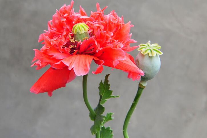  p>黑环罂粟(学名: i>papaver pavoninum /i> fisch. et mey.