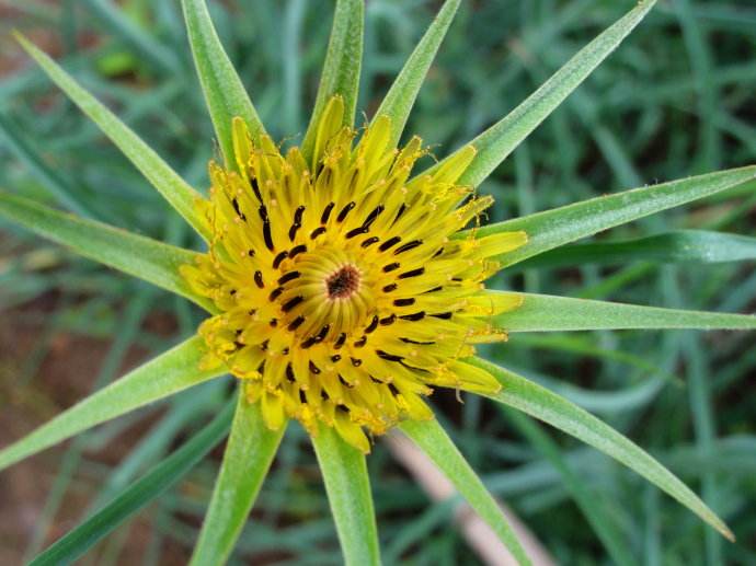 是菊科,婆罗门参属二年生 a target="_blank" href="/item/草本">